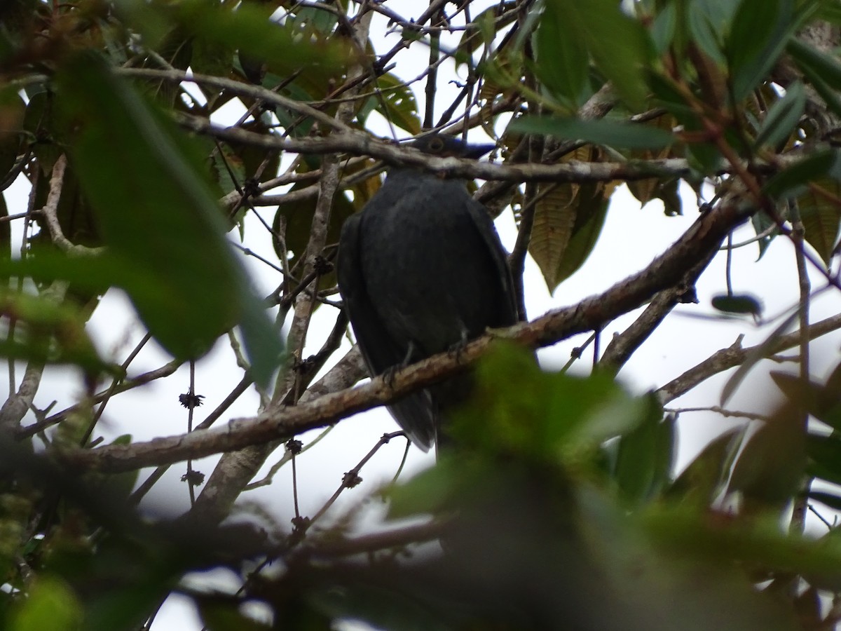 Chestnut-capped Piha - ML657858649