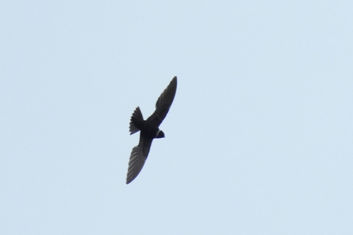 White-collared Swift - ML657858677