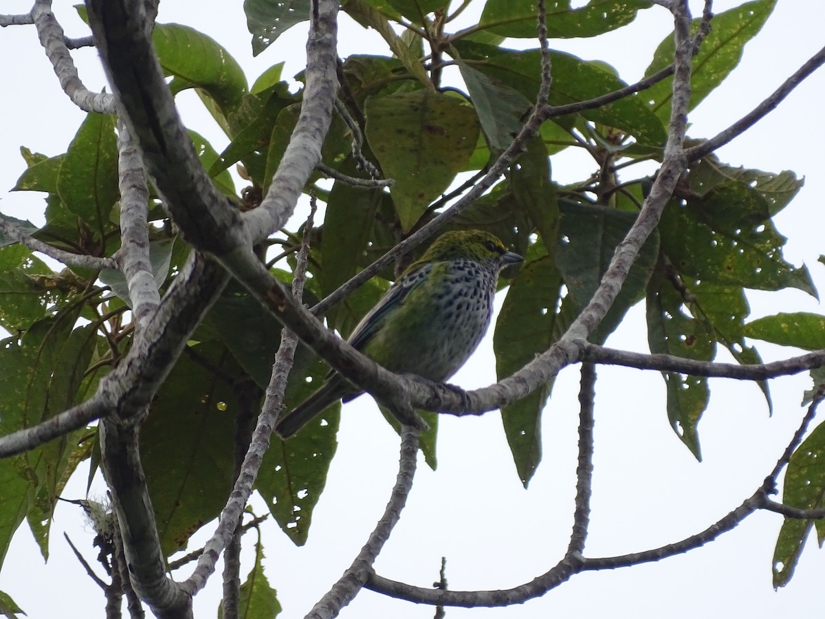 Speckled Tanager - ML657858692