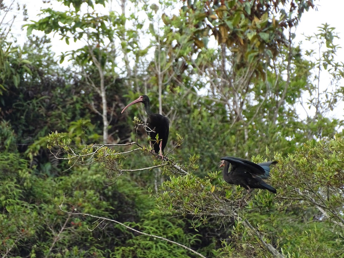 Bare-faced Ibis - ML657858807