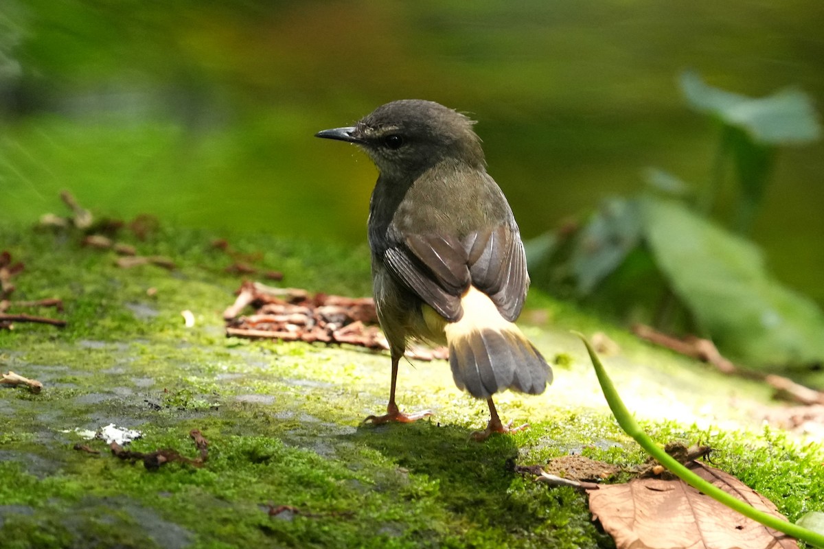 Buff-rumped Warbler - ML657858808