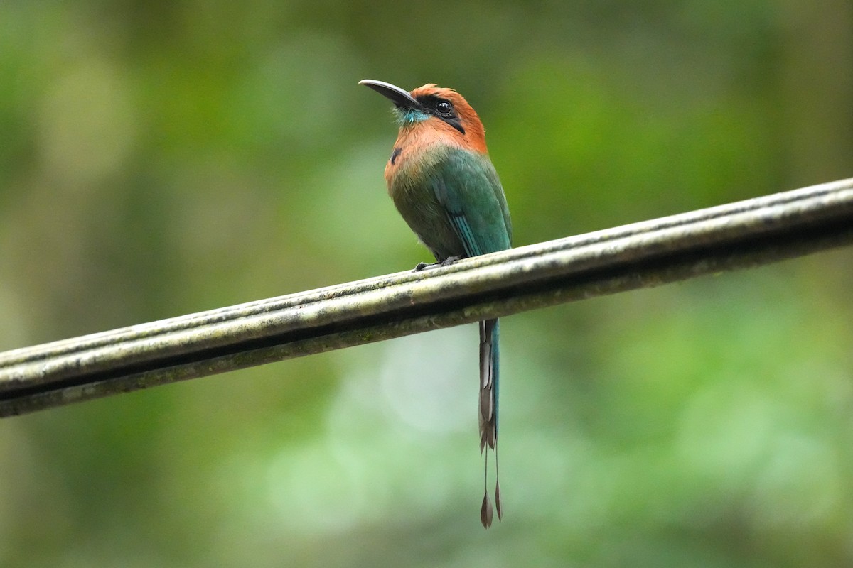 Broad-billed Motmot - ML657859086