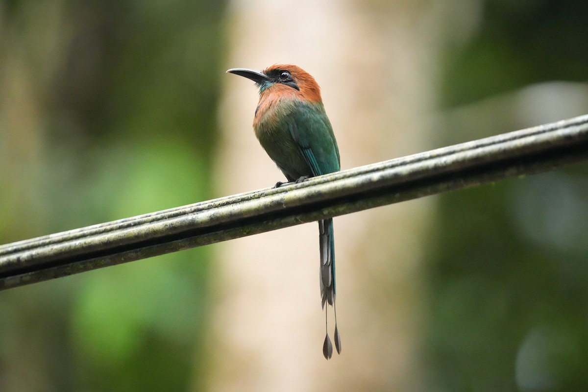 Broad-billed Motmot - ML657859087