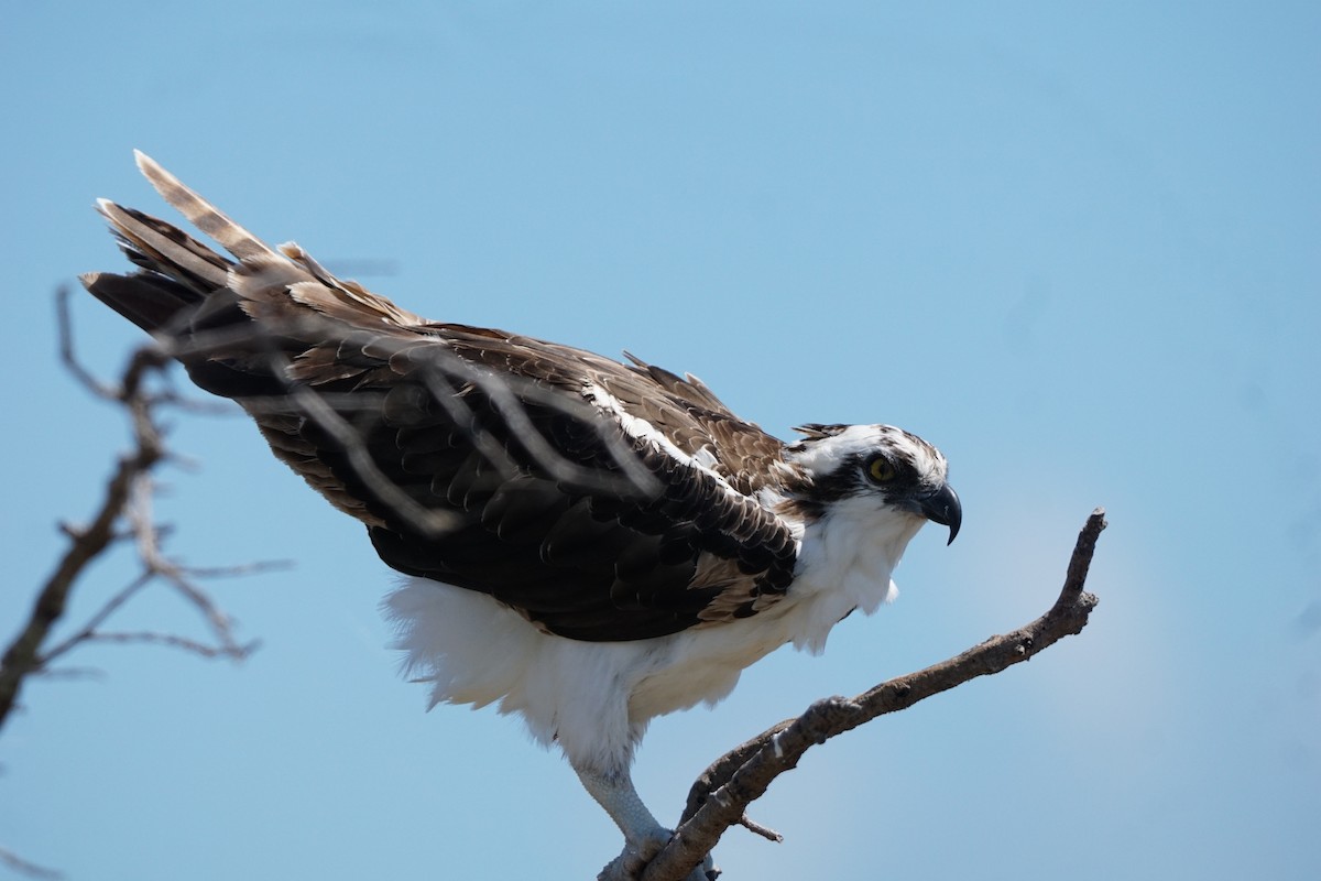 Osprey - ML657859767