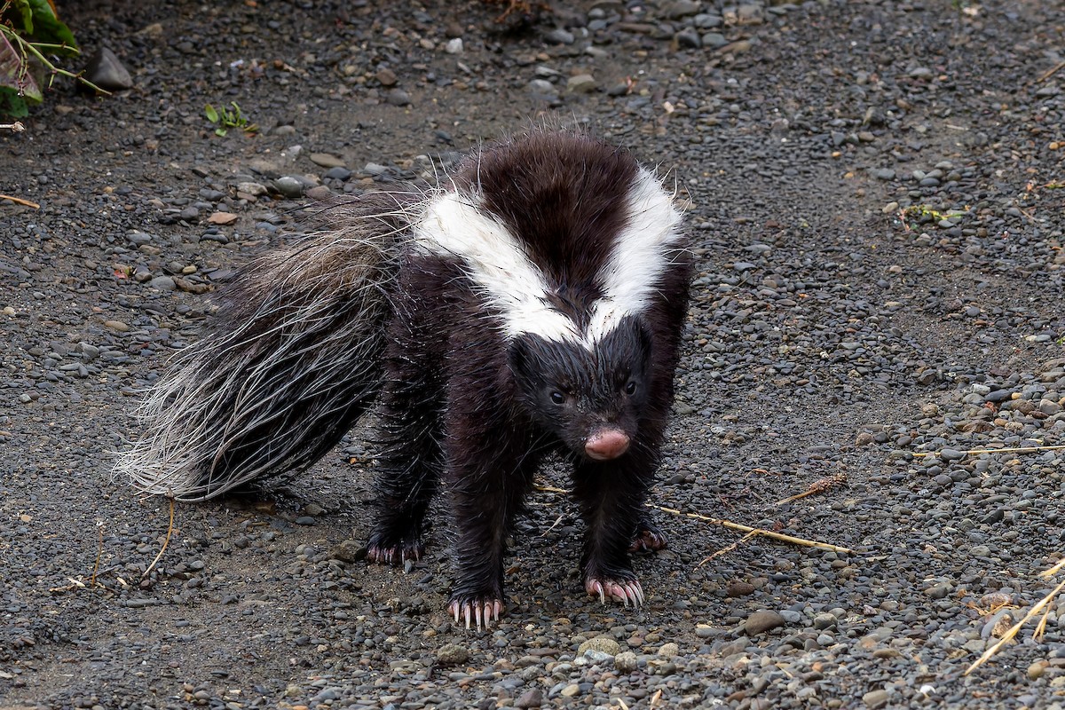 Molina's Hog-nosed Skunk - ML657860188