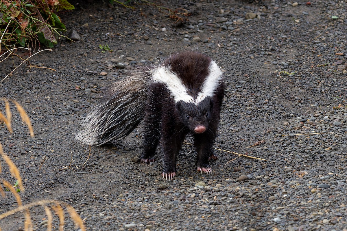 Molina's Hog-nosed Skunk - ML657860190