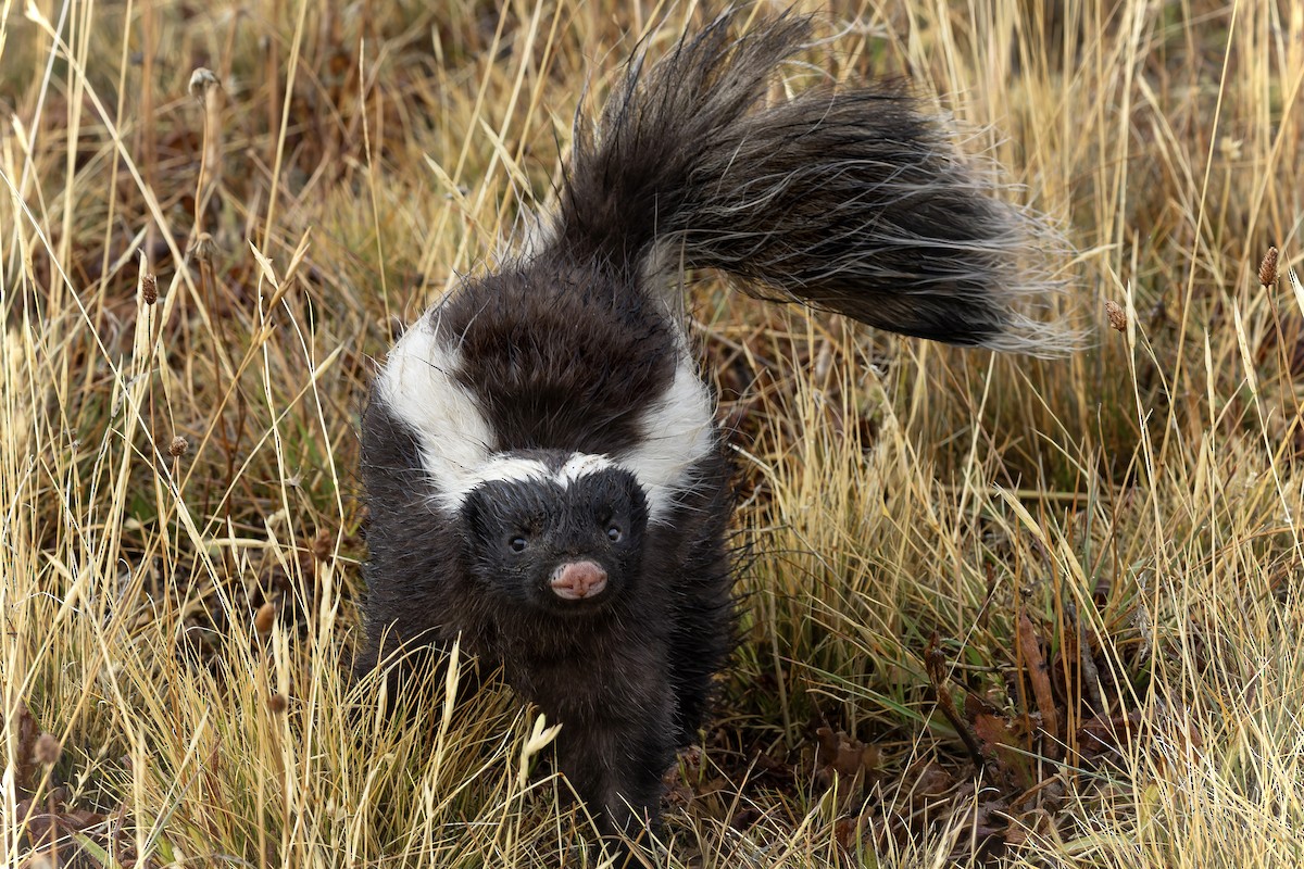 Molina's Hog-nosed Skunk - ML657860192