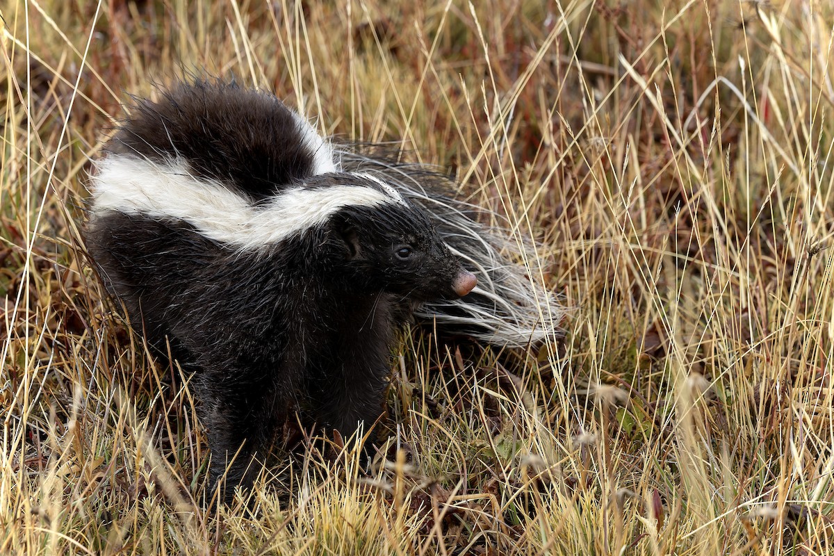 Molina's Hog-nosed Skunk - ML657860195