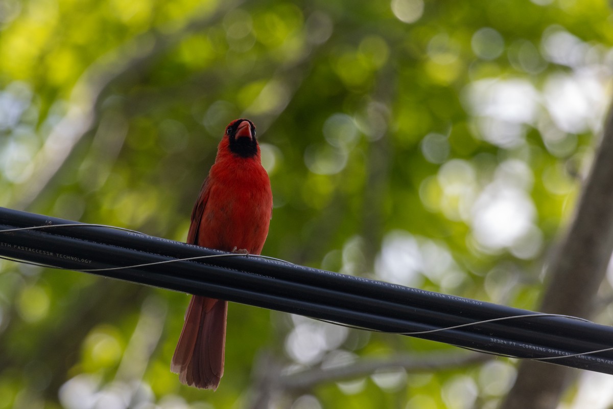 Northern Cardinal - ML657860496