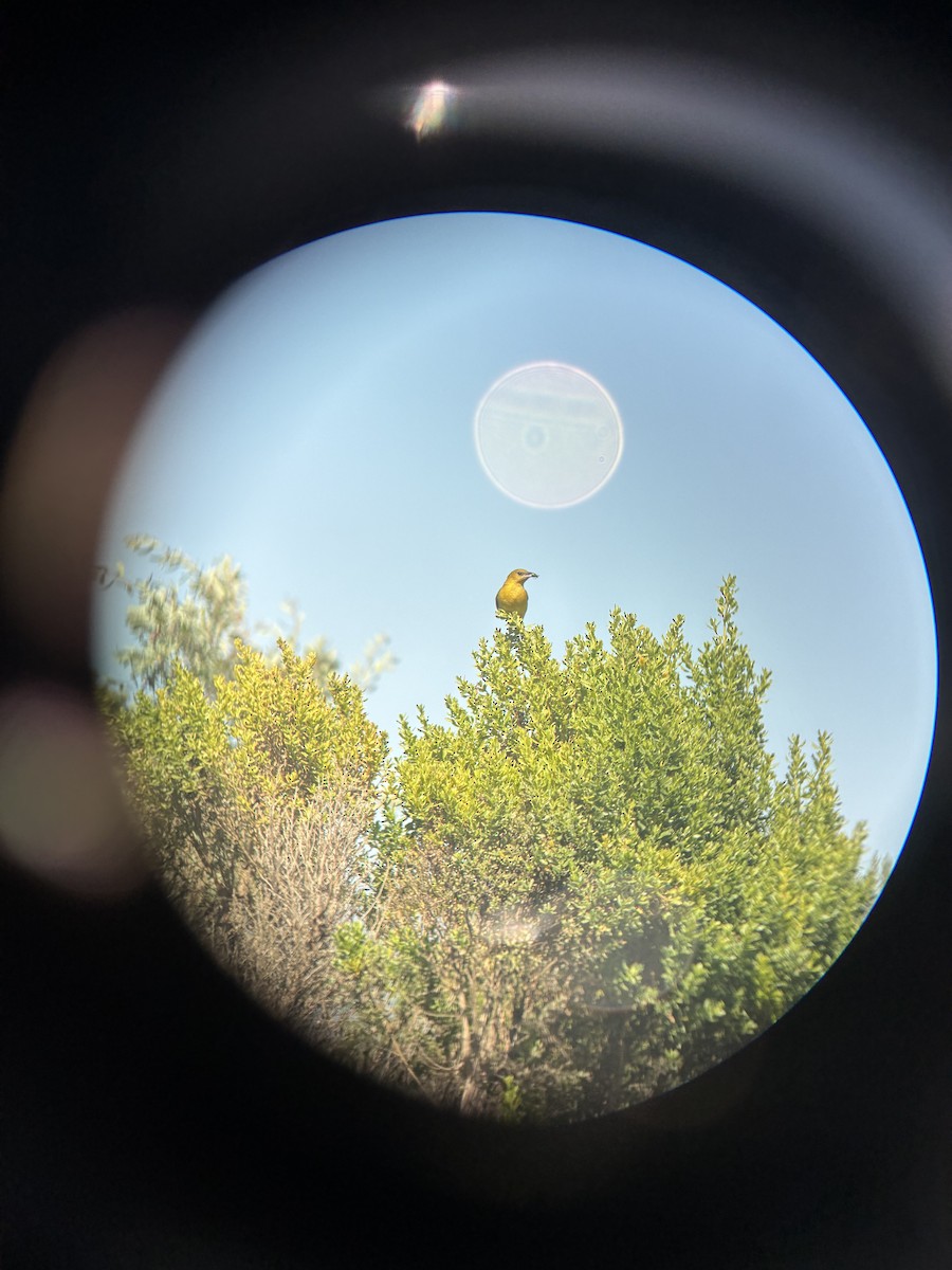 Hooded Oriole - ML657861117