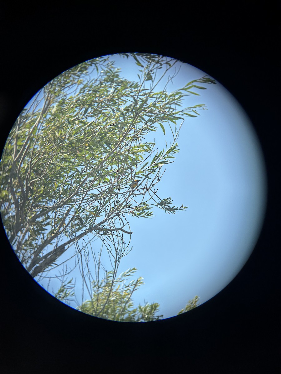 Hooded Oriole - ML657861118