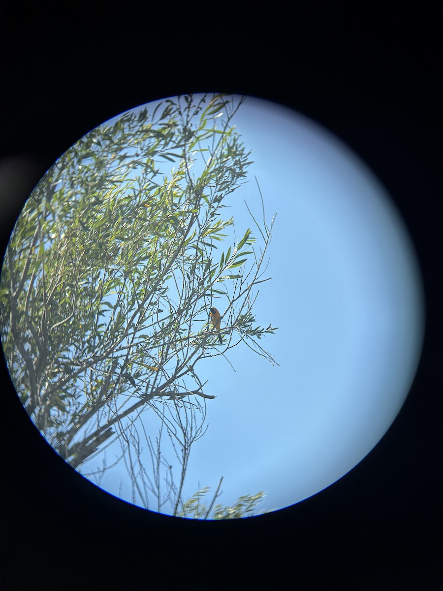 Hooded Oriole - ML657861119