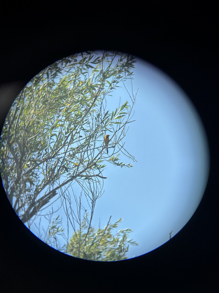 Hooded Oriole - ML657861120