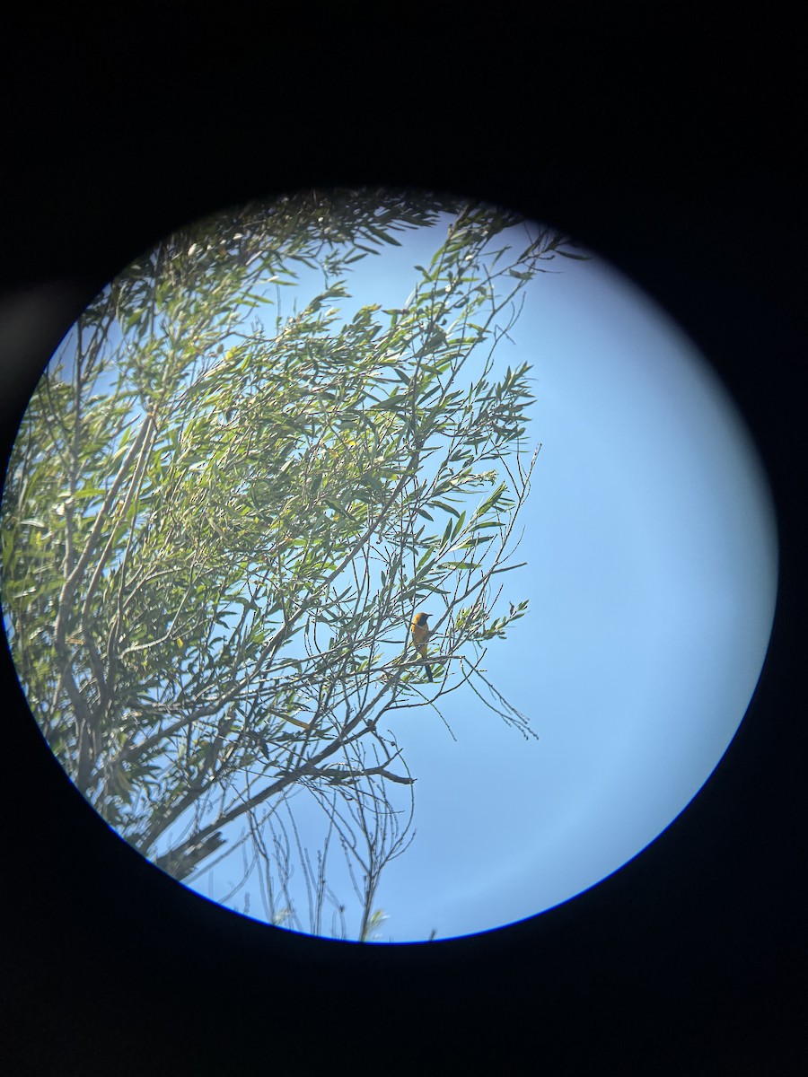 Hooded Oriole - ML657861121