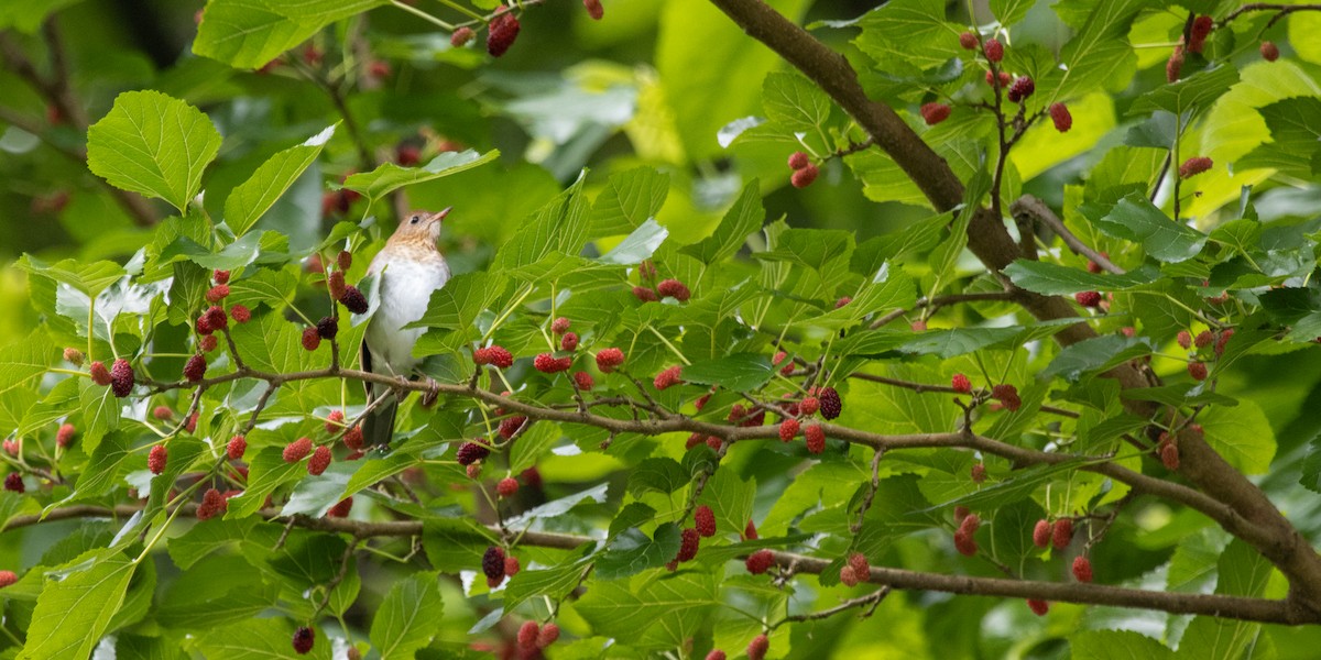 Veery - ML657861296