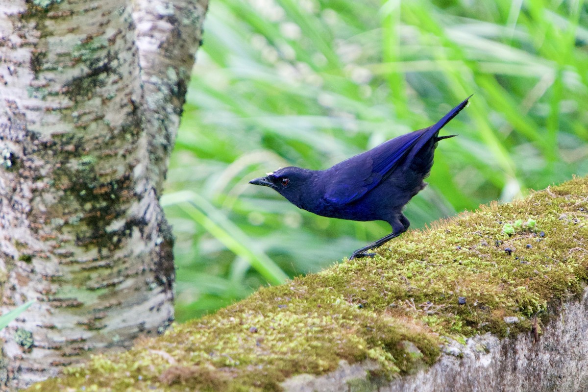 Taiwan Whistling-Thrush - ML657862219