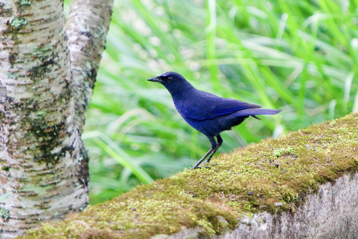 Taiwan Whistling-Thrush - ML657862220