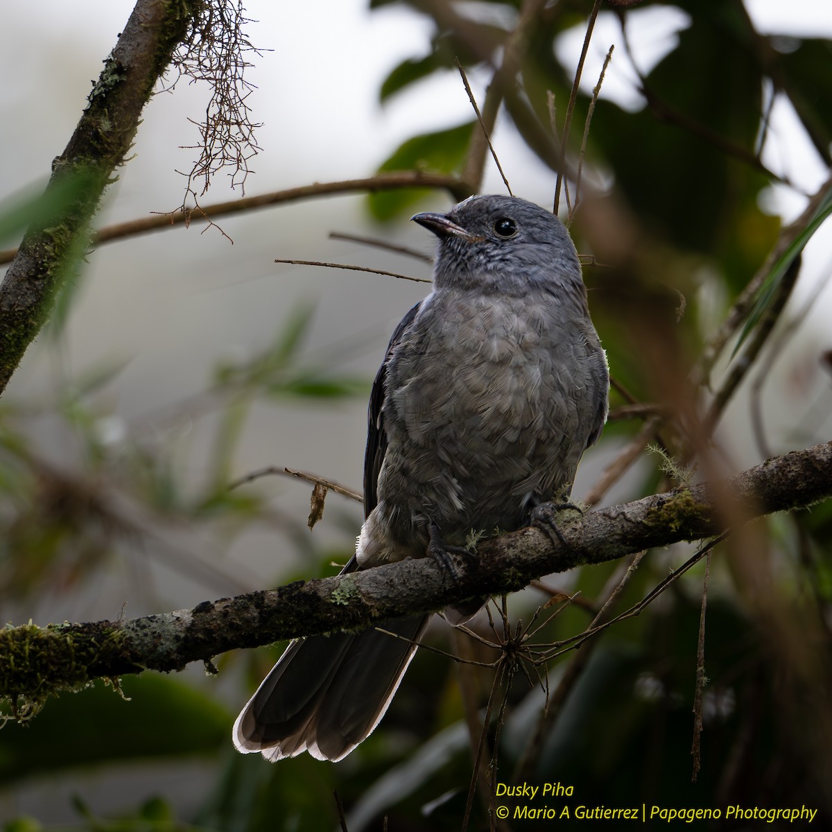 Dusky Piha - ML657862460