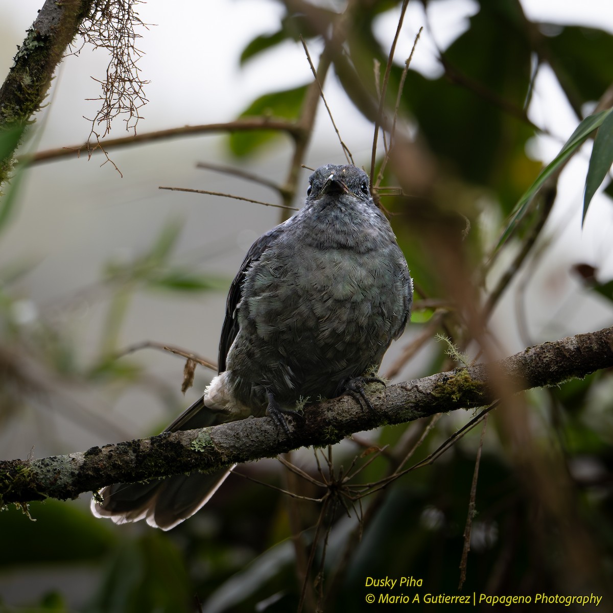Dusky Piha - ML657862461