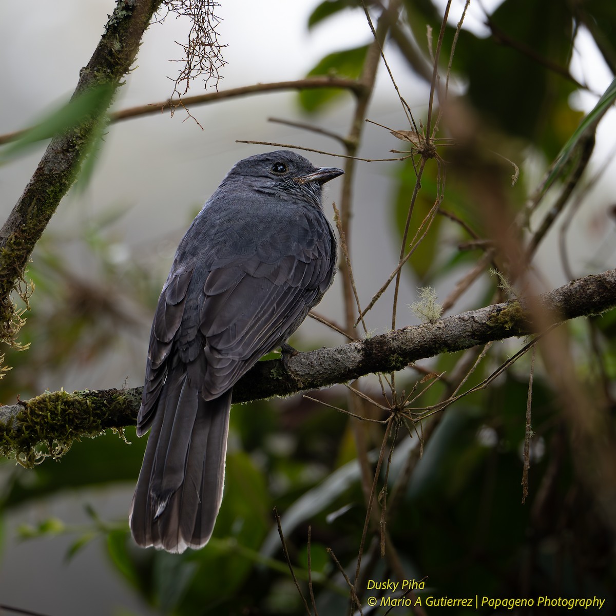 Dusky Piha - ML657862462