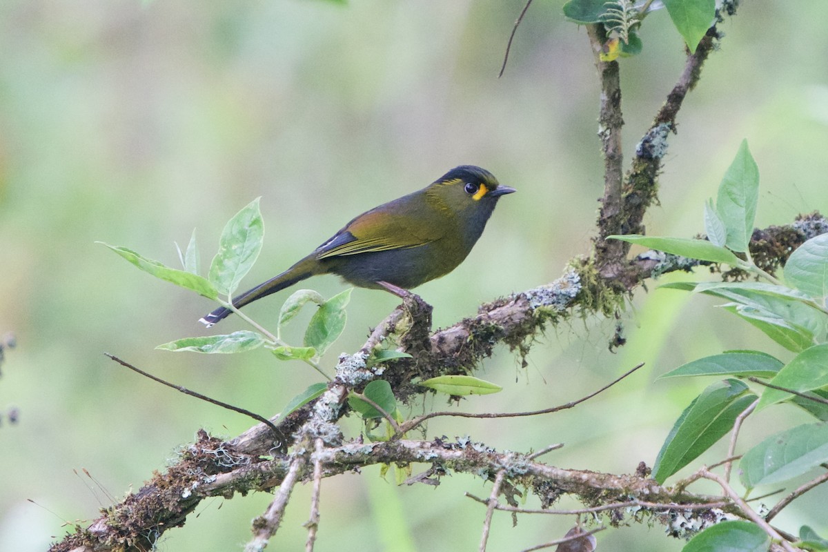 Taiwan Liocichla - ML657862477