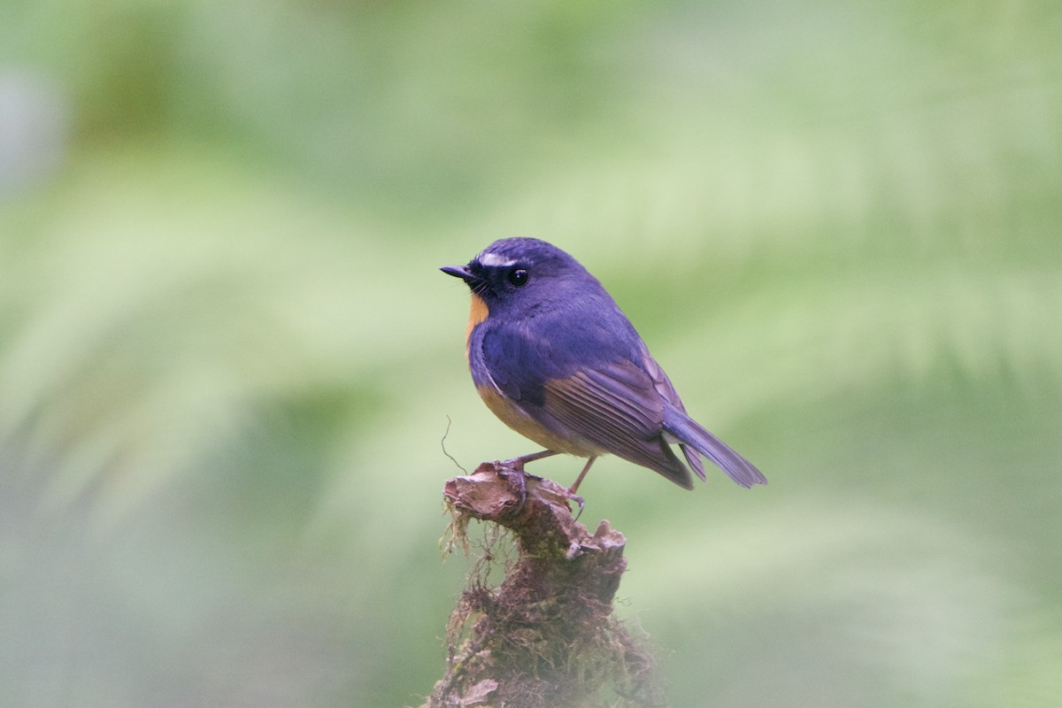 Snowy-browed Flycatcher - ML657862654
