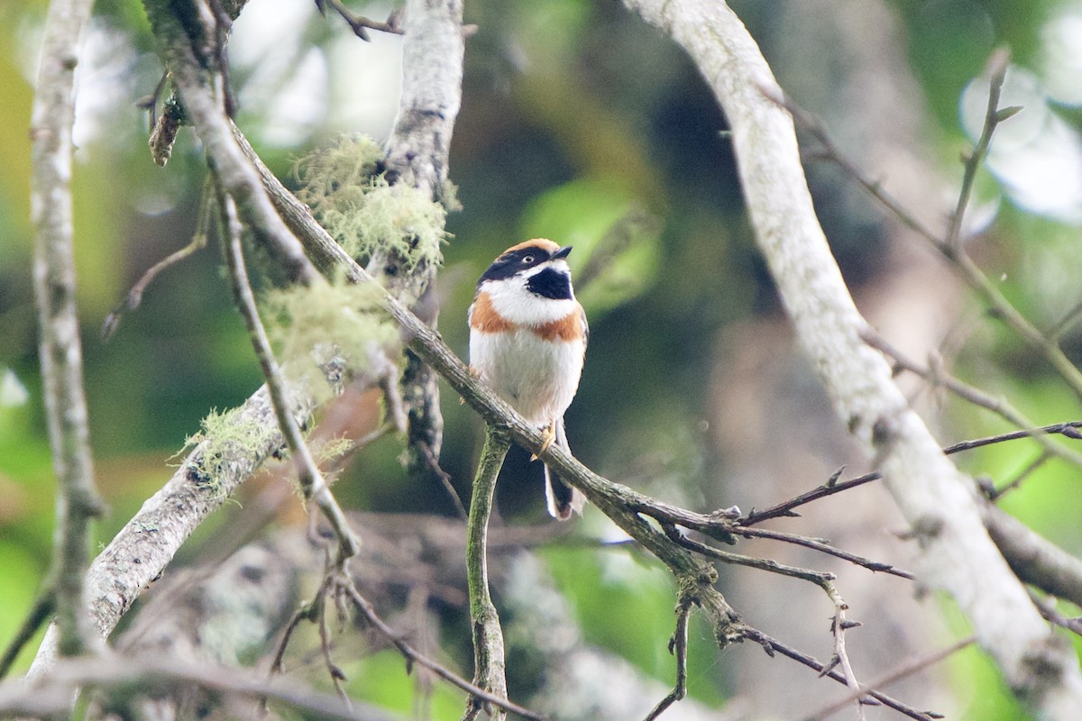 Black-throated Tit - ML657862889