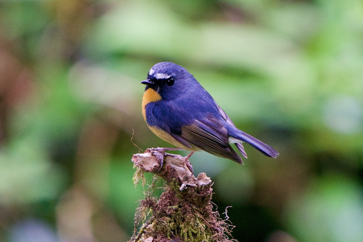 Snowy-browed Flycatcher - ML657863131