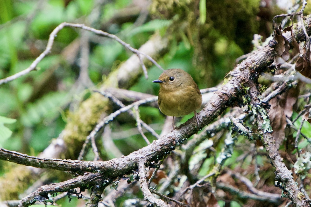 Snowy-browed Flycatcher - ML657863251