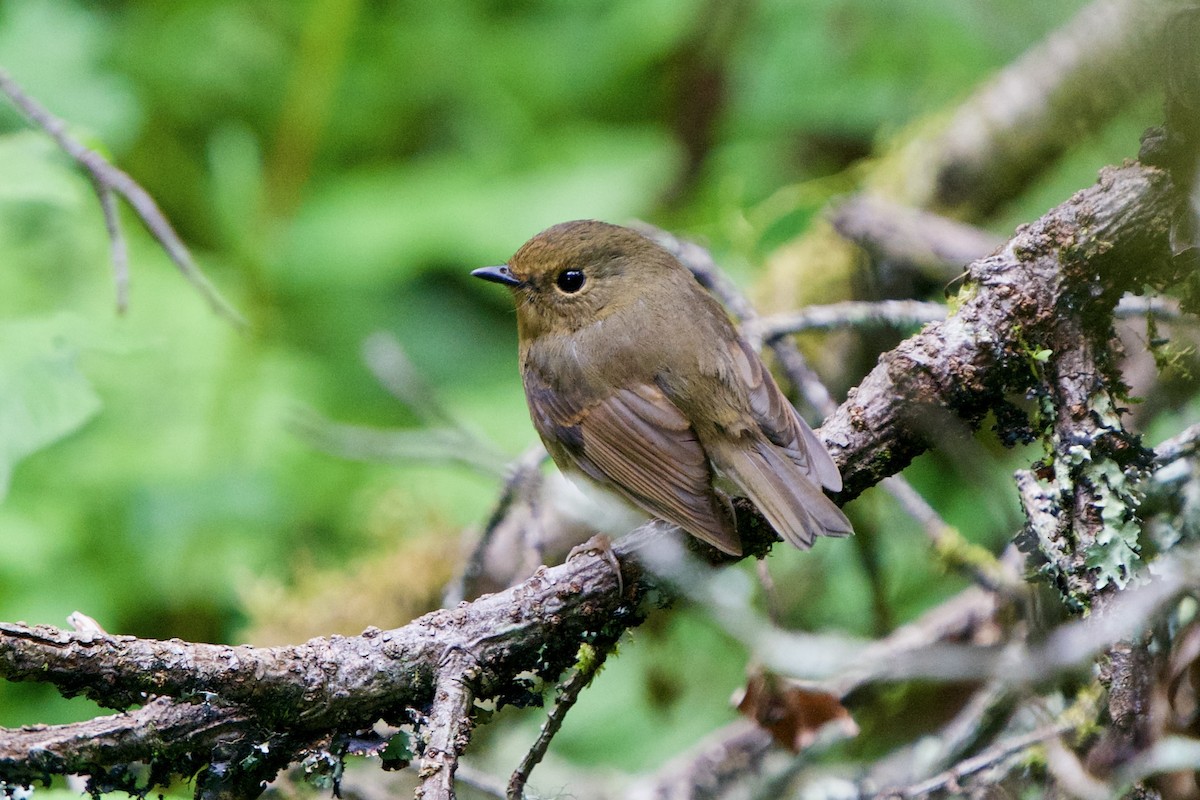 Snowy-browed Flycatcher - ML657863565