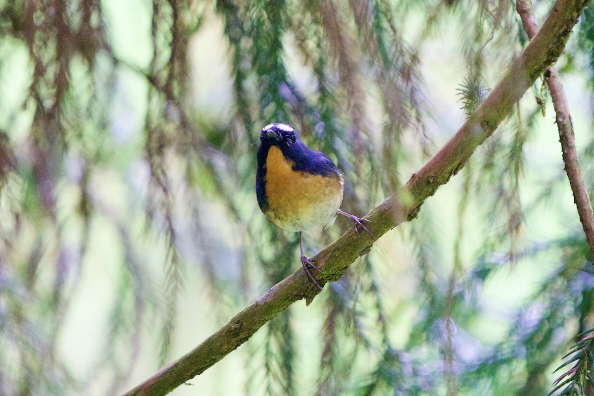 Snowy-browed Flycatcher - ML657863634
