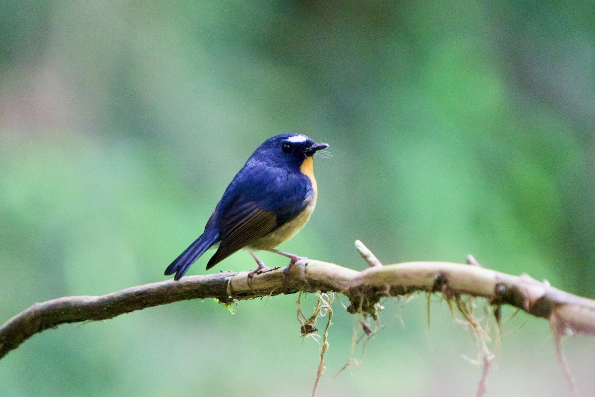 Snowy-browed Flycatcher - ML657863635
