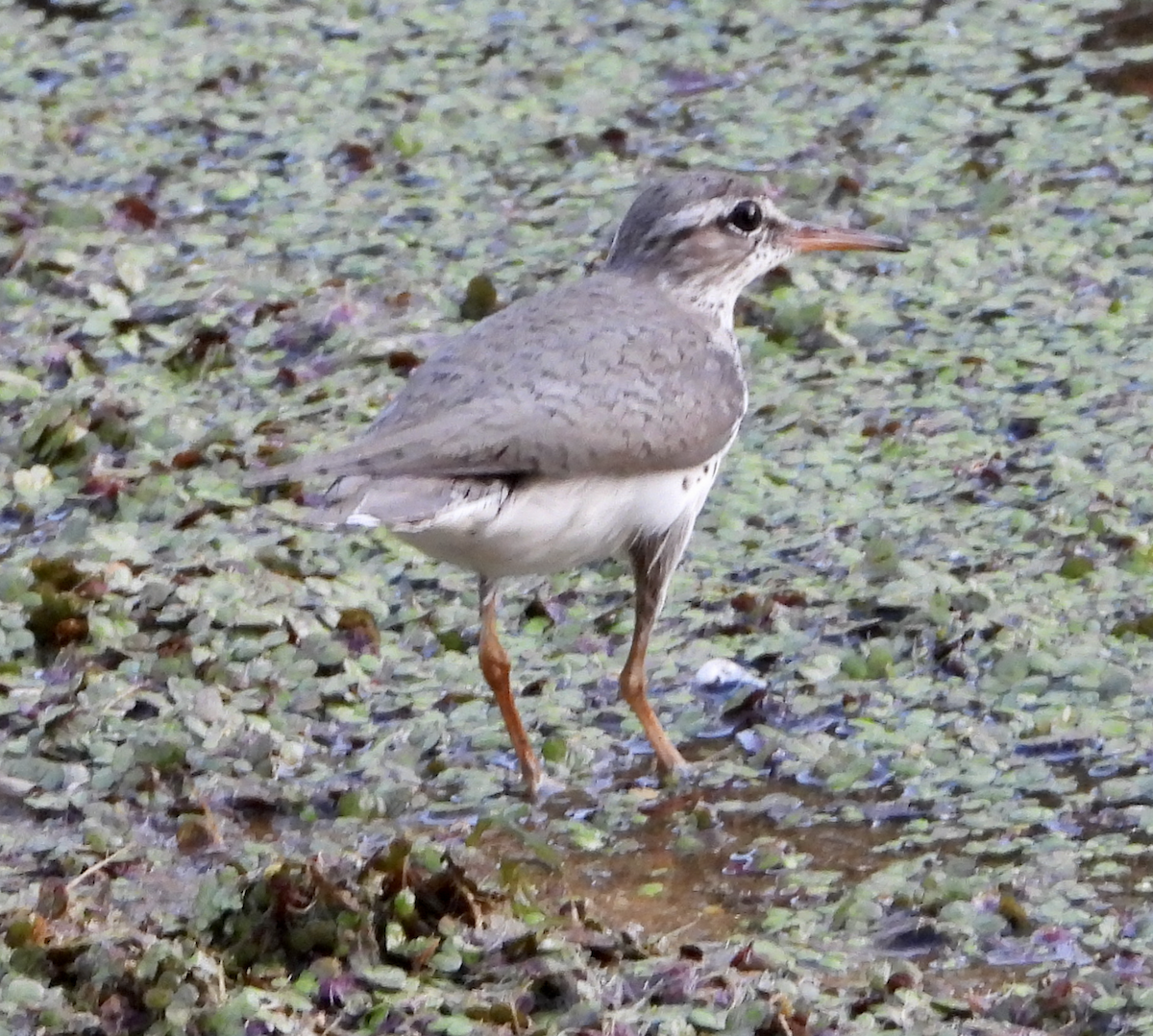Drosseluferläufer - ML657864222