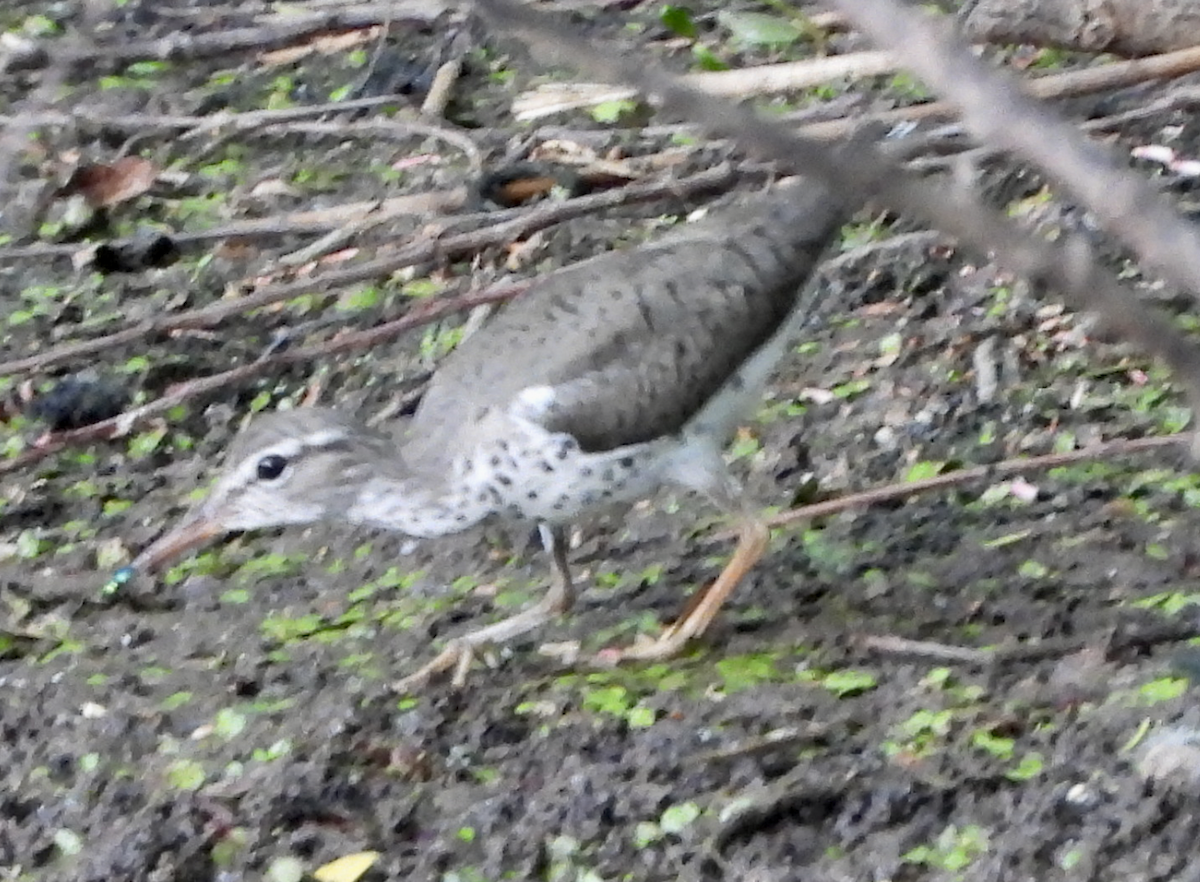 Drosseluferläufer - ML657864233