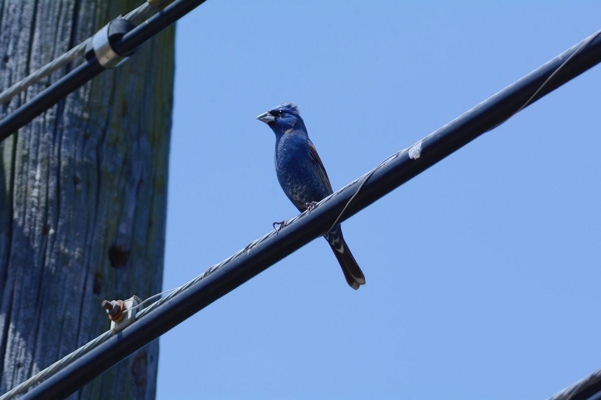 Blue Grosbeak - ML657864344