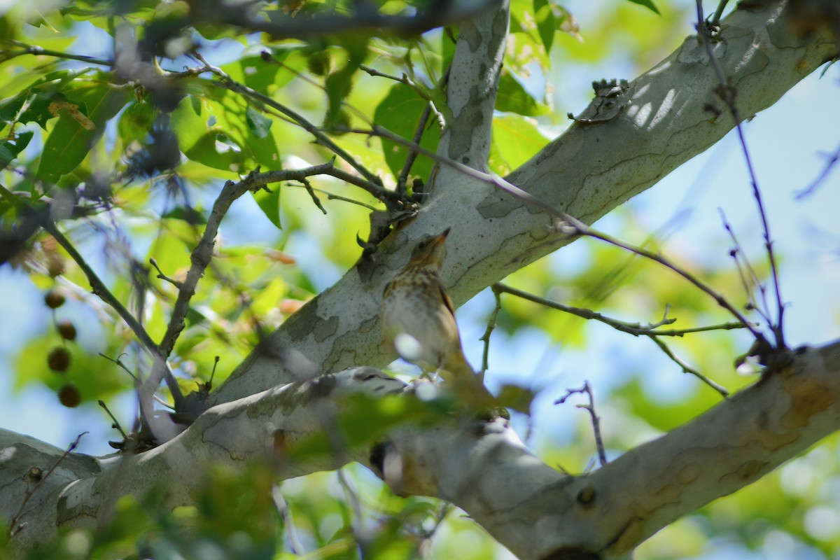 Swainson's Thrush - ML657864383