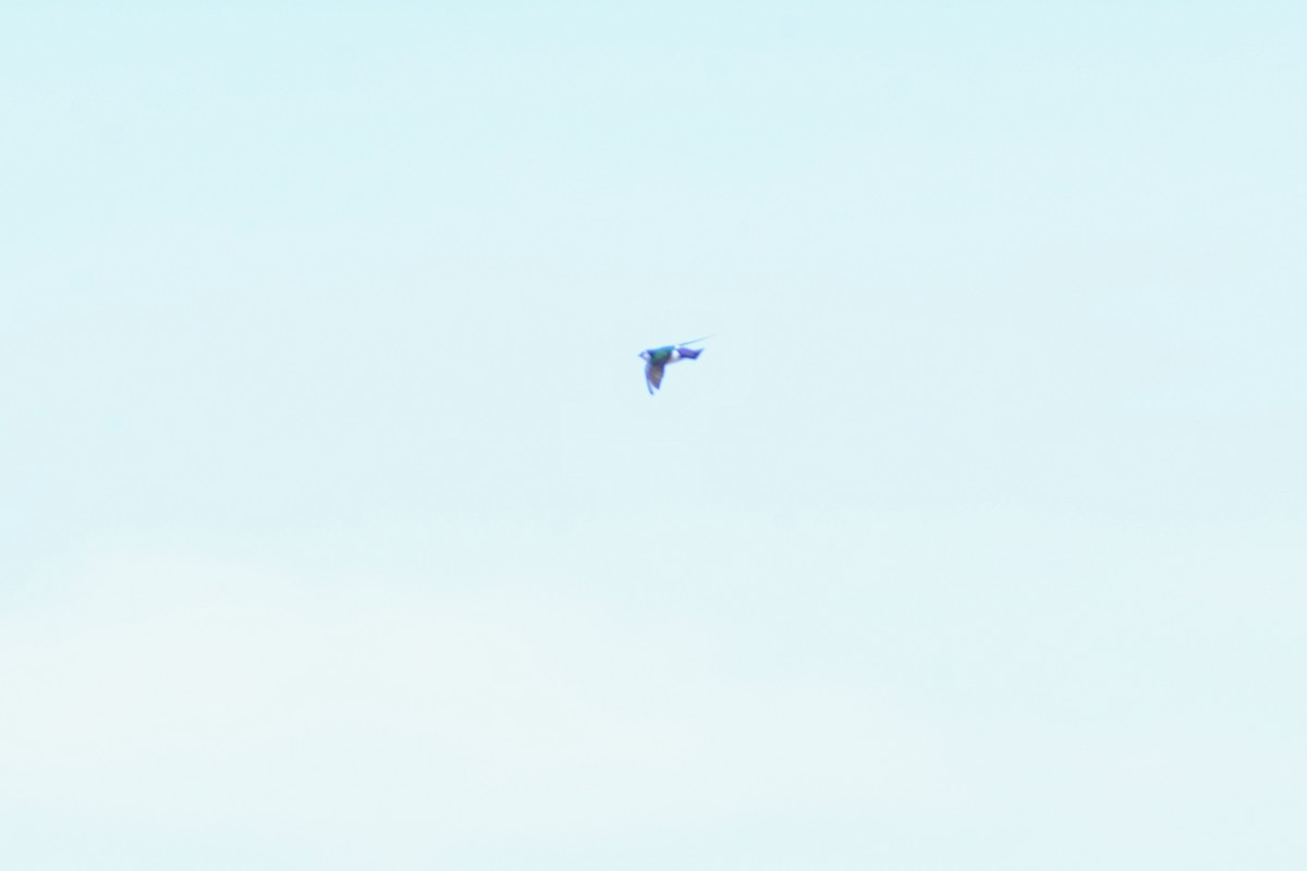 Violet-green Swallow - ML657864391