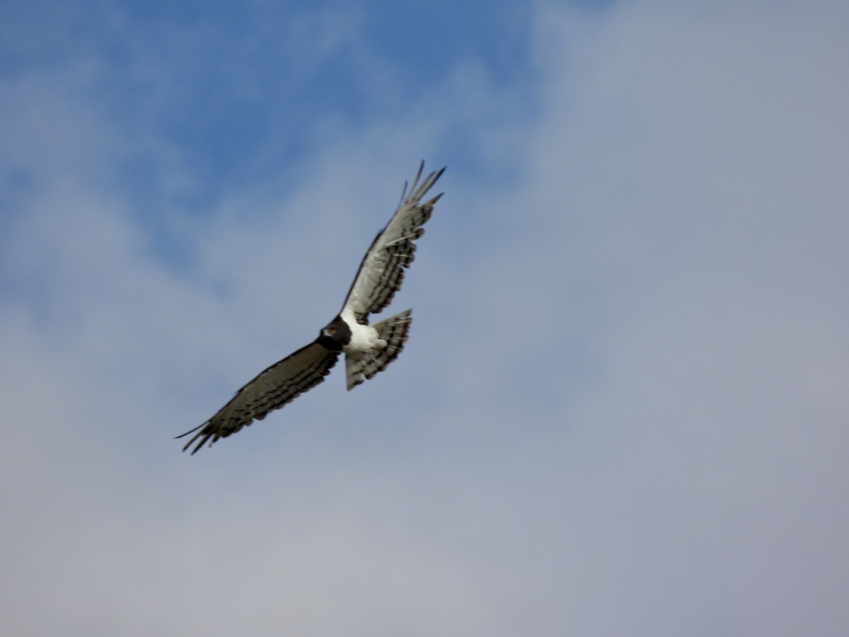 Black-chested Snake-Eagle - ML657864408
