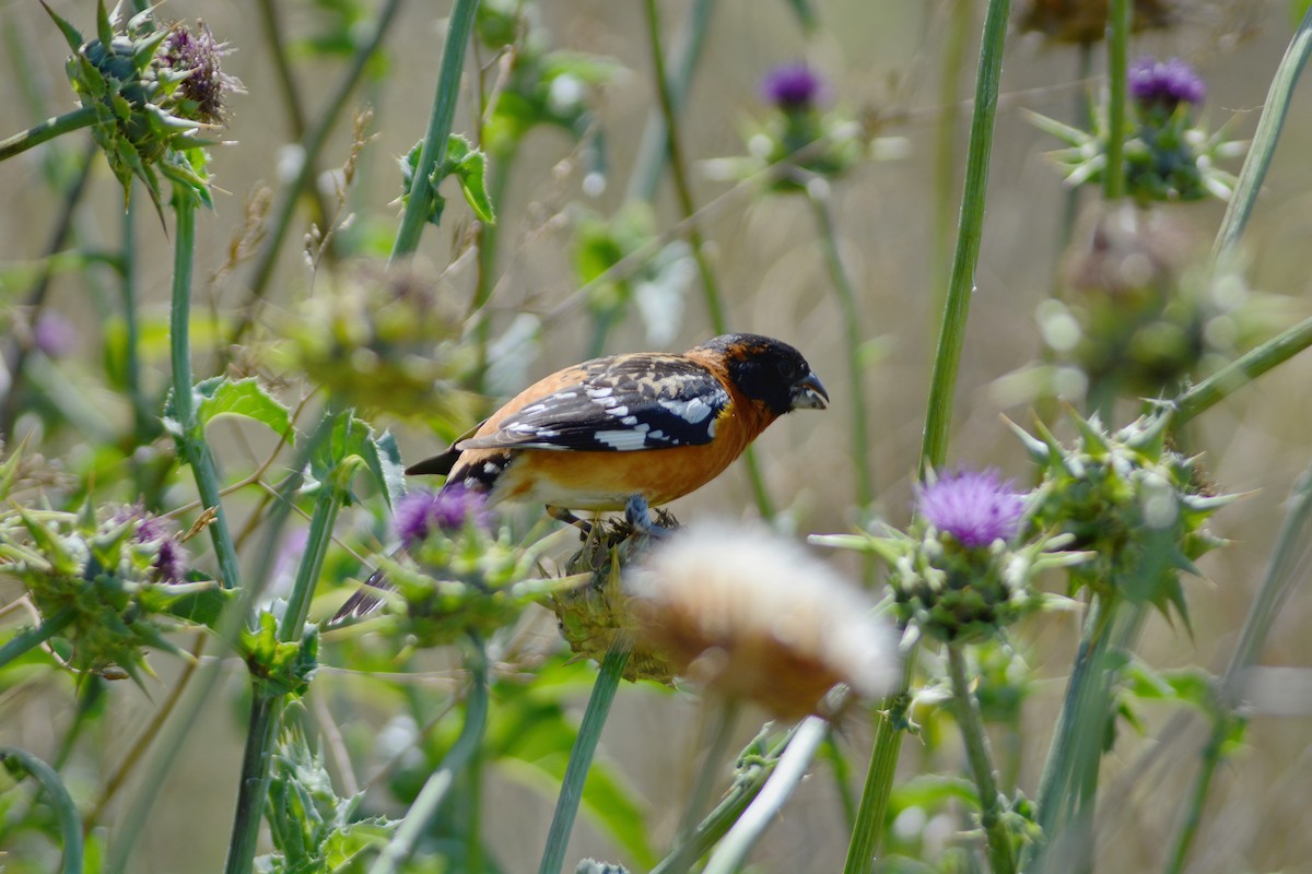 Black-headed Grosbeak - ML657864409