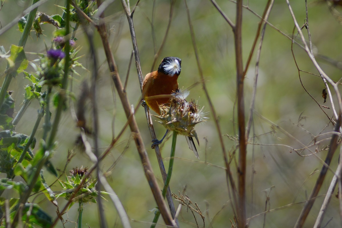 Black-headed Grosbeak - ML657864410