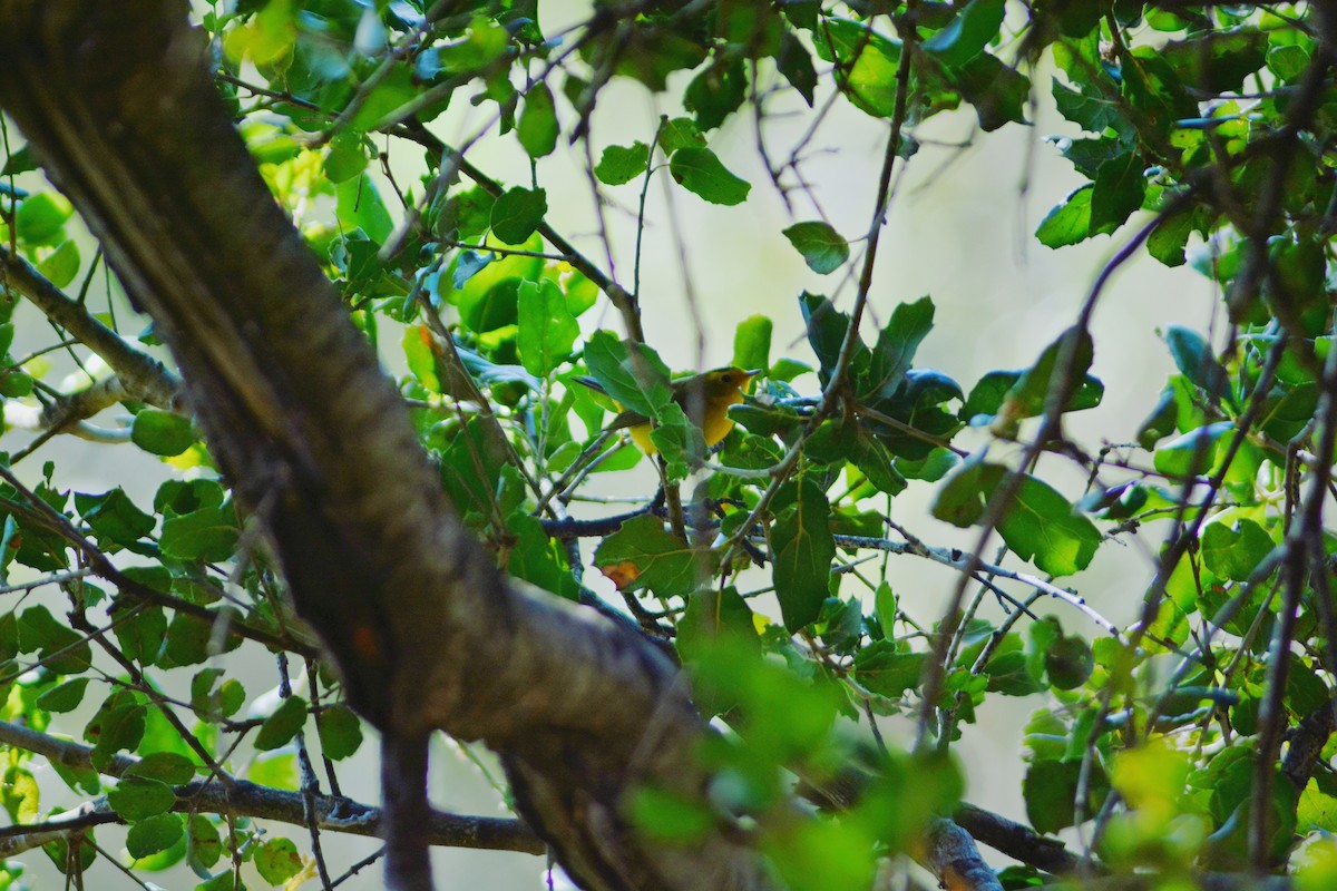 Wilson's Warbler - ML657864420