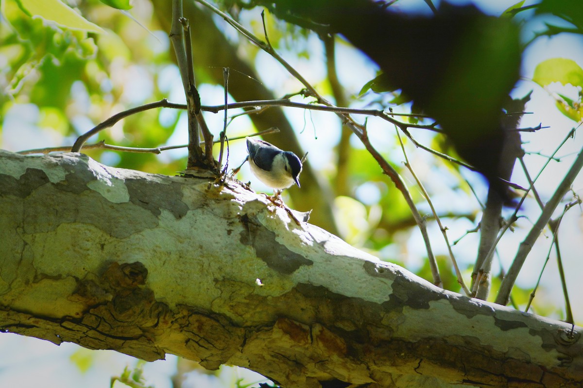 White-breasted Nuthatch - ML657864461