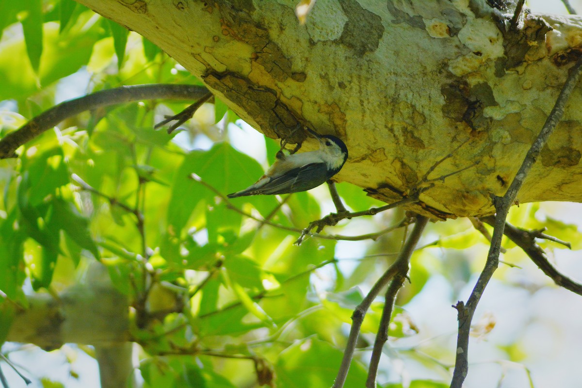 White-breasted Nuthatch - ML657864463