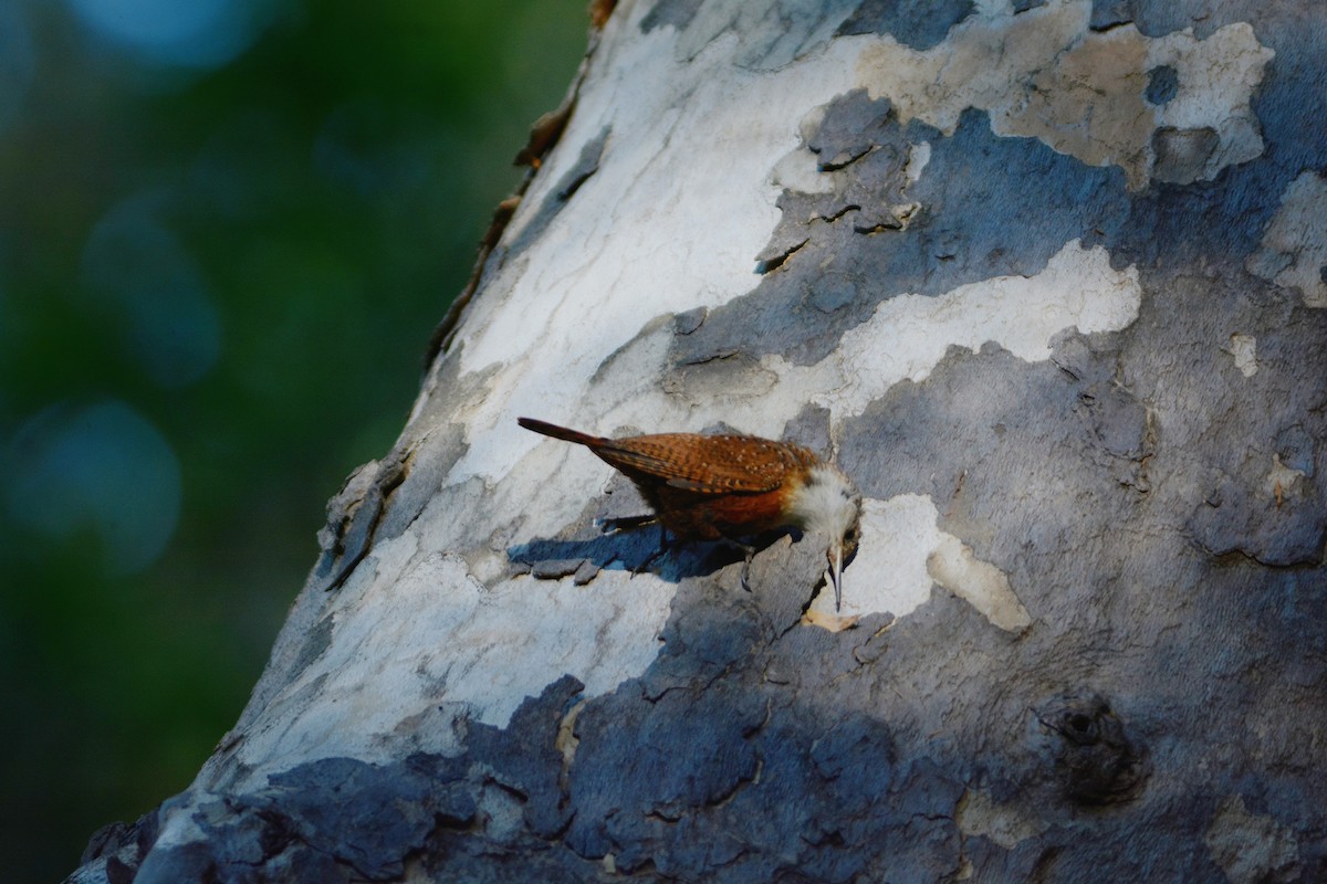 Canyon Wren - ML657864491