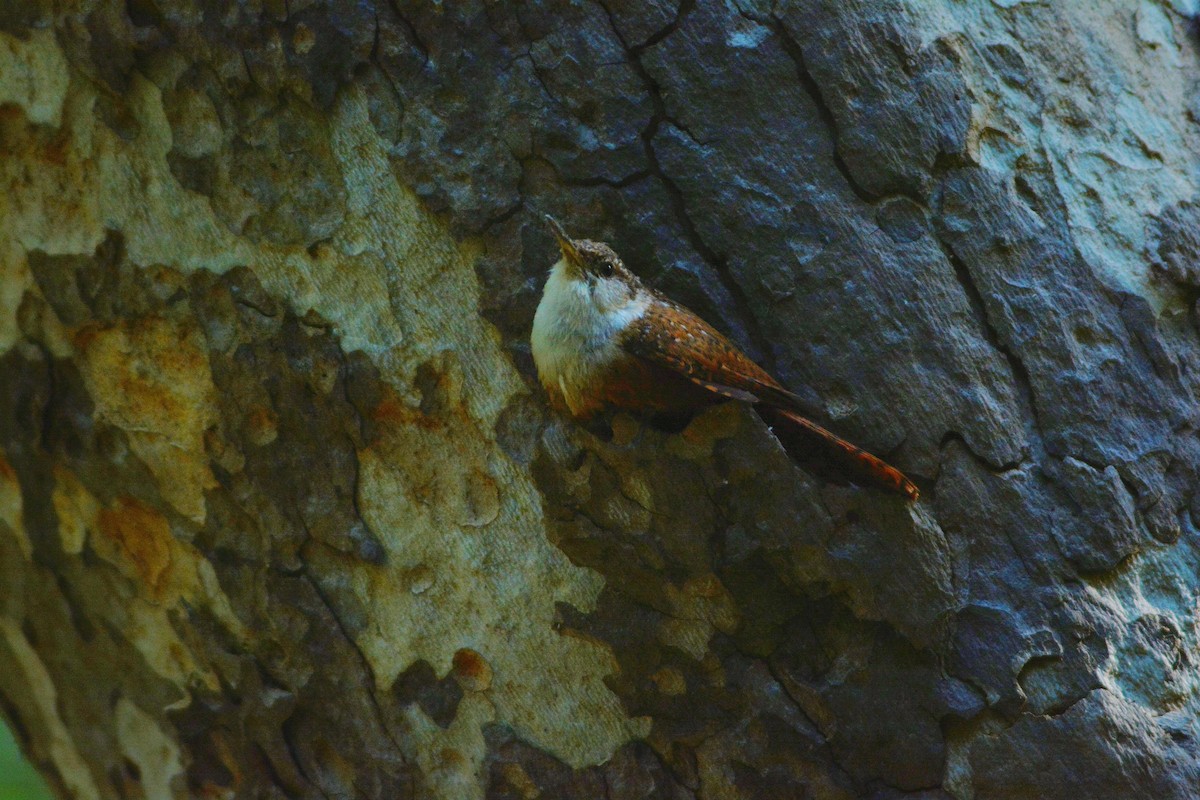 Canyon Wren - ML657864492