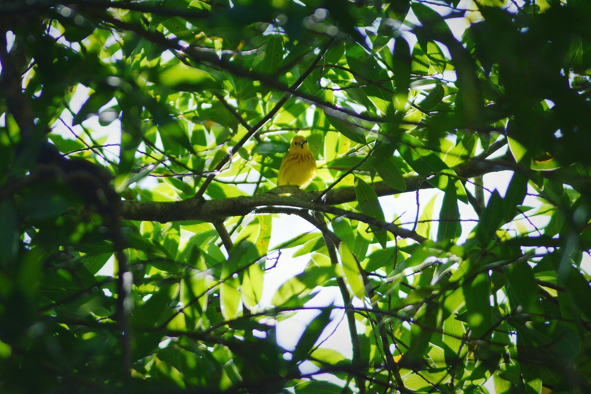 Northern Yellow Warbler - ML657864508