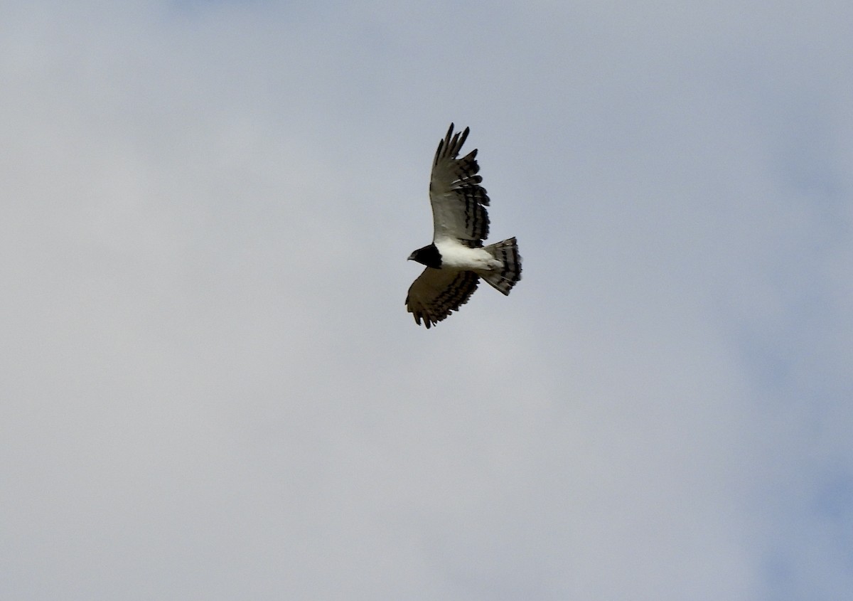 Black-chested Snake-Eagle - ML657865773