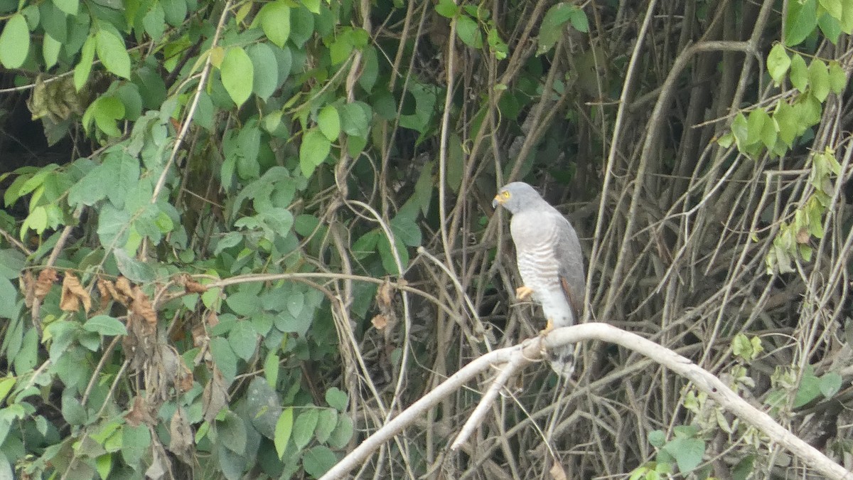 Roadside Hawk - ML657866755