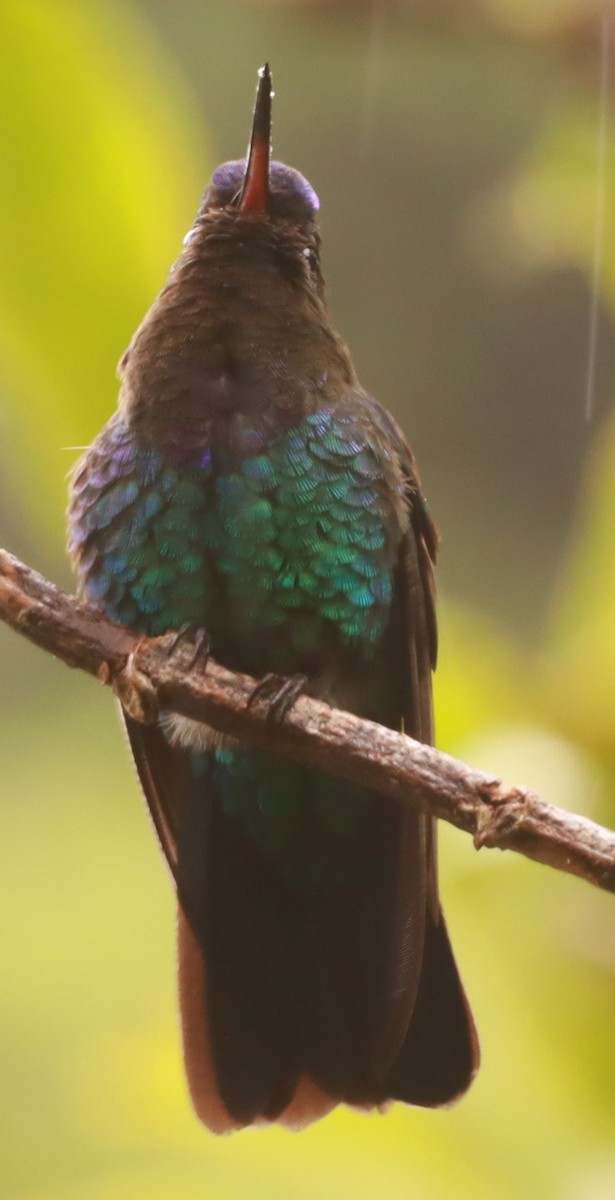 Fiery-throated Hummingbird - ML657866820