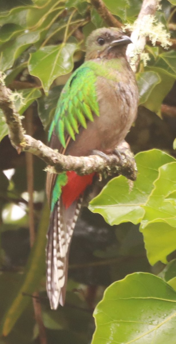 Resplendent Quetzal - ML657866960